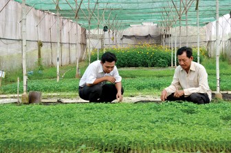 An Phú phát triển vùng chuyên canh rau màu sạch