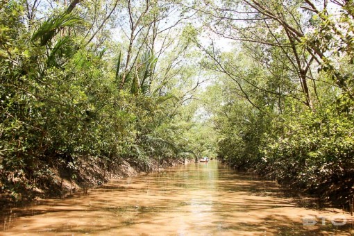 Khu sinh thái rừng ngập mặn An Thạnh Nam - Tiềm năng đầu tư phát triển du lịch