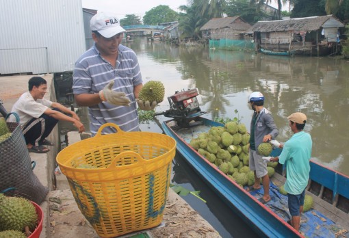 Sầu riêng giảm giá