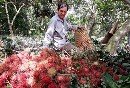 Lo chôm chôm mất giá