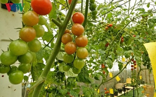 Hàng loạt ưu đãi mới cho doanh nghiệp đầu tư vào nông nghiệp