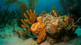 Phát hiện rạn san hô khổng lồ rộng 56.000 km2 ngoài khơi Brazil