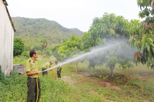 Tập trung bảo vệ rừng trước mùa mưa