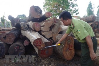 Bắt giữ gỗ khai thác trái phép tại khu vực Vườn Quốc gia Yok Đôn