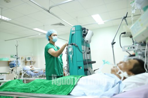Hậu Giang: Định hốt mật, lão nông bị ong chích 250 mũi