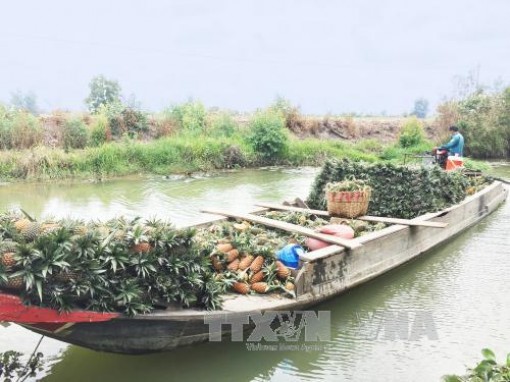 Giá dứa tăng cao, nông dân Đồng Tháp Mười lãi lớn