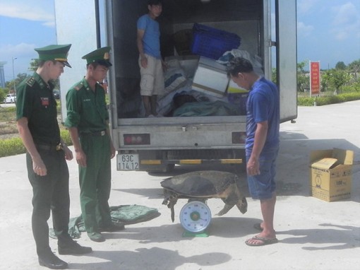 Thu giữ 12 cá thể vích đang được vận chuyển từ biển vào đất liền