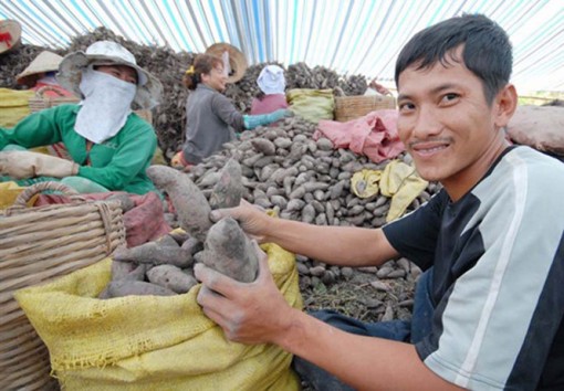 Khoai lang tím Nhật tăng giá