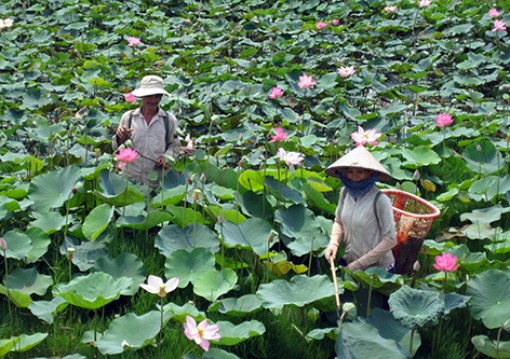Đồng bằng sông Cửu Long: Hiệu quả từ chuyển đổi cây trồng