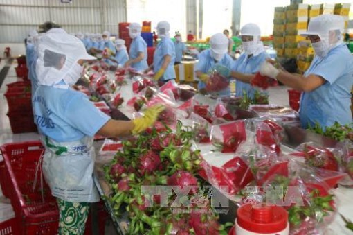 Xuất khẩu rau quả đạt hơn 1,3 tỷ USD trong 4 tháng