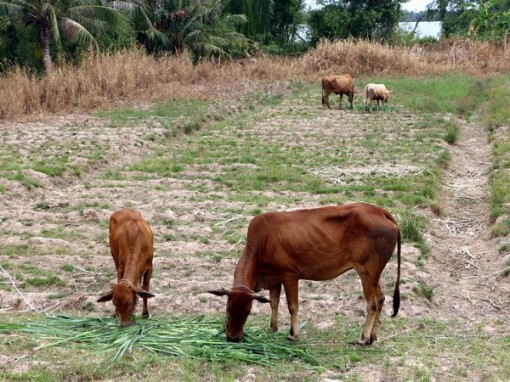 Ngày 10-5: Toàn miền Bắc oi nóng, nền nhiệt tăng thêm 2 độ