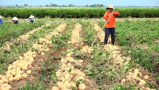 Đồng Tháp: Nông dân trồng sắn bị thua lỗ