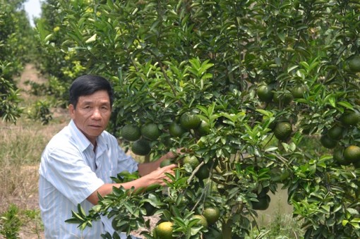 Vĩnh Long: 'Cơn lốc' đưa cam sành xuống đất ruộng