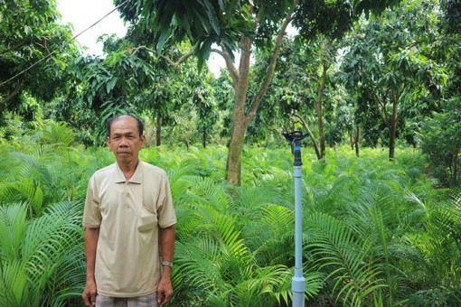 Trồng cau vàng dưới tán vườn, cho thu nhập tốt