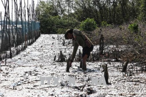 Cà Mau: Yêu cầu kiểm điểm cá nhân, tập thể để xảy ra phá rừng lấy đất nuôi tôm