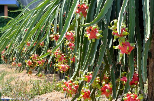 Về Long An, ngắm cánh đồng thanh long chín đỏ