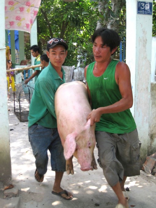 Giá heo hơi tại ĐBSCL tăng trở lại