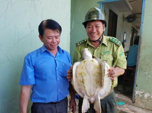 Bến Tre 'giải cứu' và thả con vích 7,5kg về biển