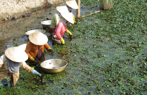 Đồng Tháp: Củ ấu tăng giá