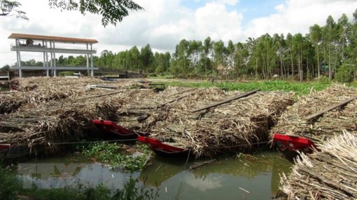 Nước sông đen đặc, bốc mùi vì nước thải của nhà máy mía đường Trà Vinh