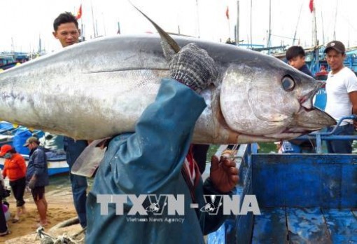 Vì sao xuất khẩu hải sản sang EU có xu hướng sụt giảm?
