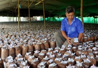 Nông dân Châu Thành phát triển kinh tế từ mô hình trồng nấm