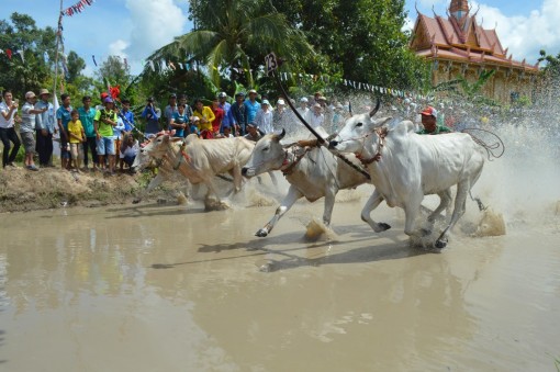 Hướng tới ngày hội đua bò Bảy Núi