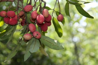 “Săn” trái trường Bảy Núi