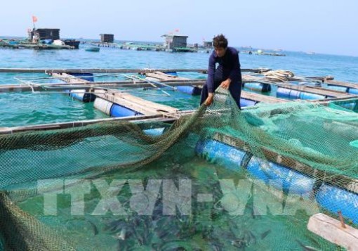 Giá tôm thẻ chân trắng ở Trà Vinh giảm mạnh