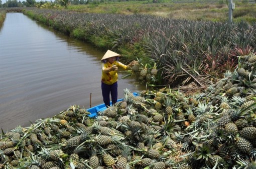 ĐBSCL: Giá khóm tăng trở lại sau thời gian giảm sâu