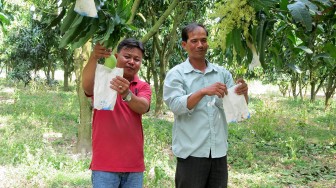 Thương hiệu xoài sạch “An Sơn Bảy Núi”