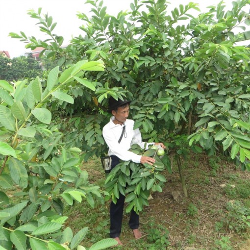 Thu nhập khá từ ổi 'dừa'