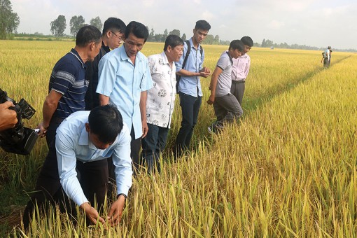 Xây dựng nhãn hiệu chứng nhận cho sản phẩm chủ lực An Giang