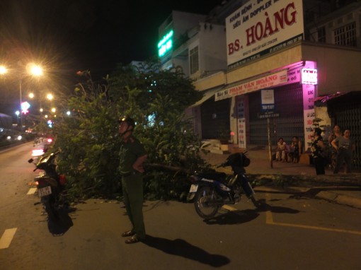 Tiền Giang: Cây xanh bật gốc trên QL60- TP Mỹ Tho