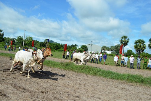 An Giang :“Dấu ấn” đua bò tốc độ