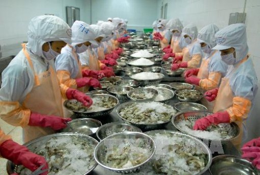 Gỡ khó cho doanh nghiệp xuất khẩu tôm vào thị trường Hoa Kỳ