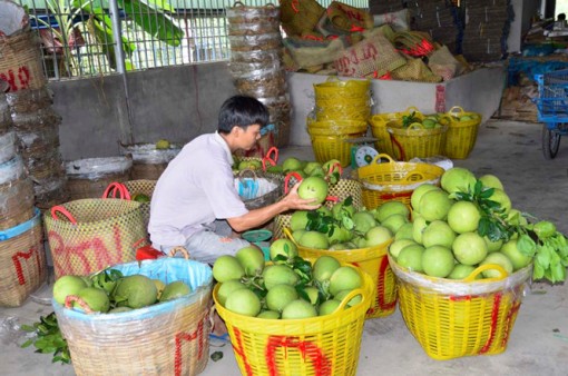 Bưởi năm roi giảm giá