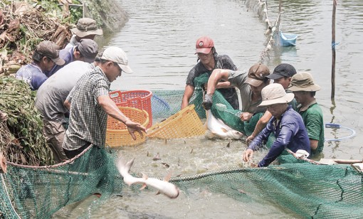 Giá cá tra giống giảm mạnh