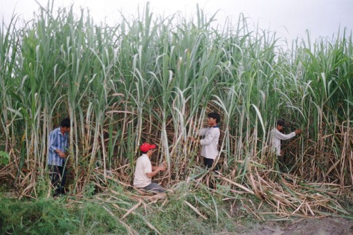 Bao tiêu mía nguyên liệu cho nông dân