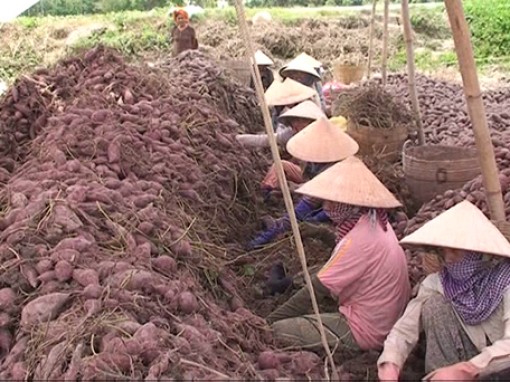 Vĩnh Long: Khoai tím Nhật tại Bình Tân tăng giá trở lại