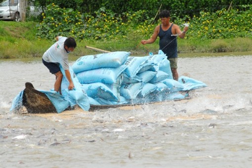 Giá cá giống giảm mạnh, cá tra nguyên liệu 'bớt nóng'