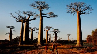 Cây baobab biểu tượng của châu Phi chết hàng loạt