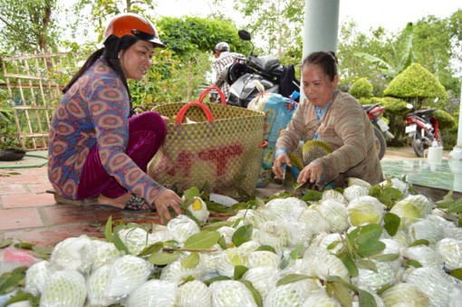 500 đồng/kg ổi lê Đài Loan, nhà vườn "khóc đứng khóc ngồi"