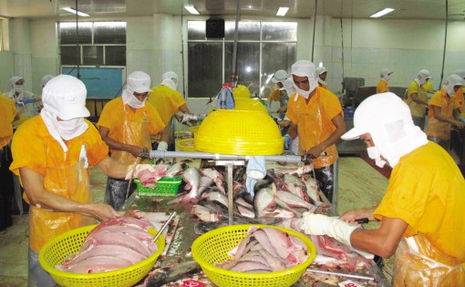 Quy hoạch lại ngành cá tra