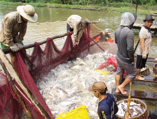 Vụ chuỗi liên kết Tafishco: Ngân hàng cần chia sẻ khó khăn với nông dân