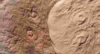 Phát hiện hóa thạch cổ đại, đặt theo tên cựu Tổng thống Obama