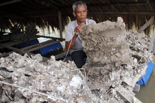 Gần 100 hộ nuôi thủy sản ở Trà Vinh trắng tay vì hàu chết sạch