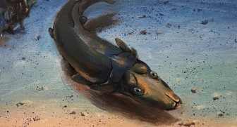 Hình ảnh loài cá giống thú mỏ vịt được tìm thấy ở rạn cổ đại