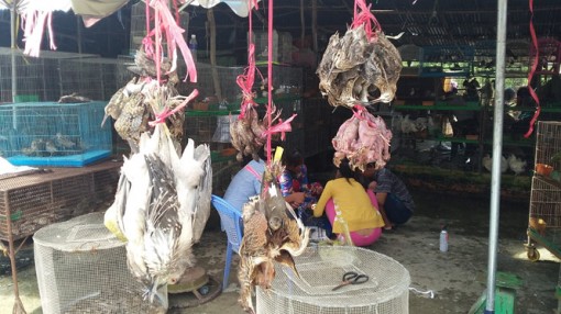 Chợ nông sản tận diệt chim trời