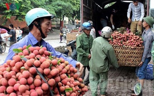 ​Vải thiều Bắc Giang đã được xuất khẩu sang trên 30 nước